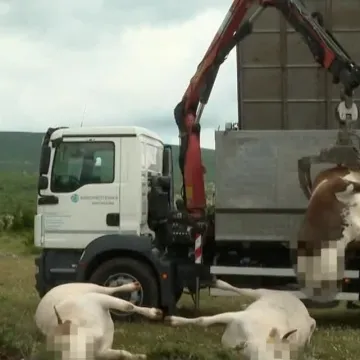 Ovo je bakterija s kojom su se stočari borili prije nekoliko godina: Je li ona uzrok pomora?