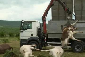 Ovo je bakterija s kojom su se stočari borili prije nekoliko godina: Je li ona uzrok pomora?