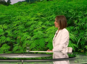 Koliko je Hrvatska daleko od legalizacije marihuane? Holy: 'Da se stavi na referendum…'