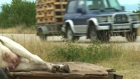 Smrtonosna bolest, osim za stoku, opasna je i za ljude! Capak: 'Uzimat će antibiotike...'