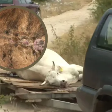 Bedrenica se još naziva i 'crni prišt': Kod ljudi može izazvati 3 oblika bolesti