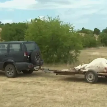Što je to bedrenica, antraks ili crni prišt?