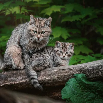 Dokaži se kao pravi poznavatelj mačaka i imaj barem pet točnih