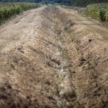 Suša poharala Međimurje: Težak udarac obiteljima koje ovise o poljoprivredi