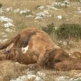Cijepljenje stotina grla stoke na Svilaji, neki stočari odbijaju antibiotike: 'Ne smatram da je bedrenica'
