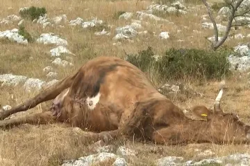 Cijepljenje stotina grla stoke na Svilaji, neki stočari odbijaju antibiotike: 'Ne smatram da je bedrenica'