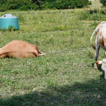 Nastavlja se cijepljenje životinja u Zagori: Veterinar otkrio što slijedi dalje