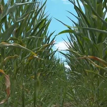 Suša u Međimurju napravila štetu od 9 milijuna eura: Ovo je najviše stradalo