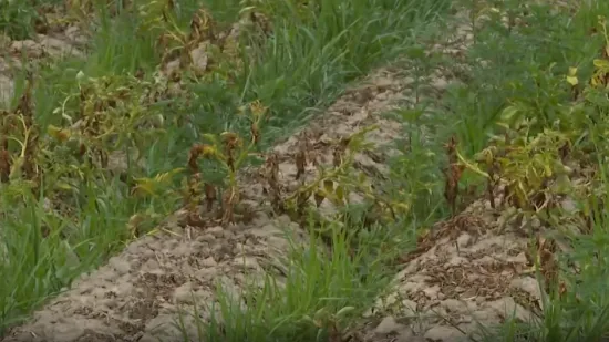 Pogođeno više od 2.000 poljoprivrednika: Traže da im država pomogne u ublažavanju štete