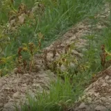 Pogođeno više od 2.000 poljoprivrednika: Traže da im država pomogne u ublažavanju štete
