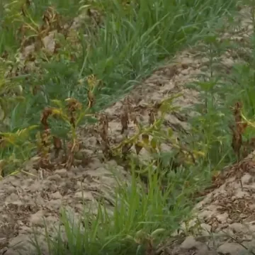 Pogođeno više od 2.000 poljoprivrednika: Traže da im država pomogne u ublažavanju štete