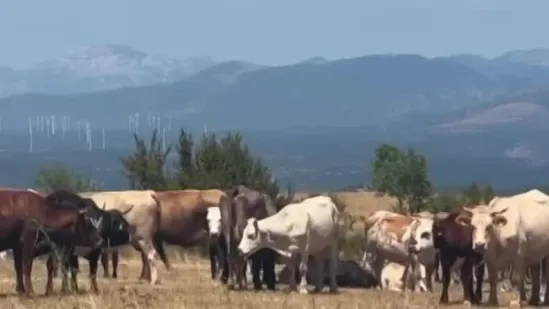 Nastavlja se cijepljenje u bedreničkom distriktu: 'Očekujemo još uginulih krava...'