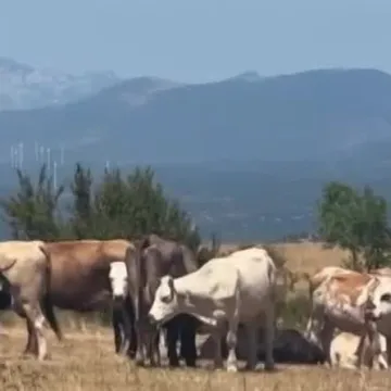 Nastavlja se cijepljenje u bedreničkom distriktu: 'Očekujemo još uginulih krava...'