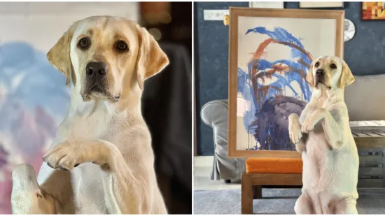 Ova preslatka labradorica slika kao prava umjetnica: Njezini radovi ostavit će vas bez riječi