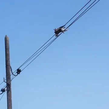 Ovo nema nigdje! Uzrok požara na Mljetu je... Ma bolje pogledajte sami
