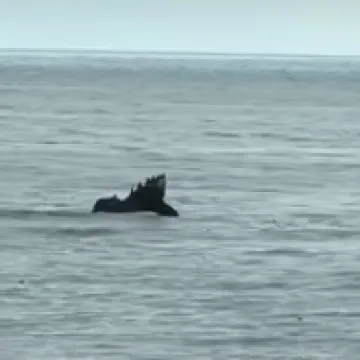 Srušio se mali zrakoplov u ocean, troje ljudi poginulo: 'Prošao je nisko i onda se čuo udarac'