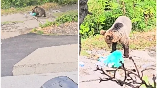 Nesvakidašnji prizori iz Senja! Snimili medvjeda kako uzima ostatke hrane iz kanti