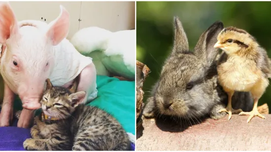 Ovo su najslađa i najčudnija prijateljstva koja ćete ikada vidjeti: Njihova ljubav će vas raznježiti