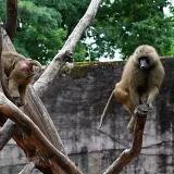 Njemački zoološki vrt ubio 12 pavijana zbog premalog kapaciteta: Iskoristit će ih kao hranu