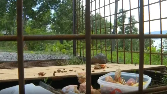 Potraga za medvjedom kod Senja: Klopka je postavljena, ali ju medo izbjegava