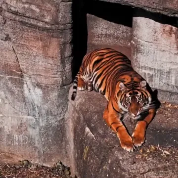 Dosta vam je kućnog ljubimca? Dajte ga u ZOO na 'nježnu eutanaziju'