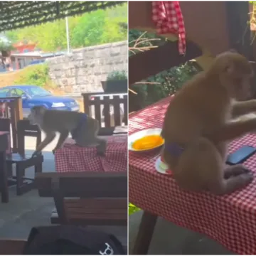 Snimili pohlepnog majmuna na Jadranu: U restoranu napravio totalnu kaos - i djetetu oteo keksić!