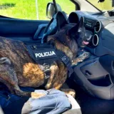 Ares nanjušio sumnjivi paket u Peugeotu: Pazite što je vozač skrivao na mjestu zračnog jastuka