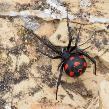 Ovo je najotrovnija vrsta pauka u Hrvatskoj, a ugriz nije bezazlen. Doznajte kako prepoznati opasnost