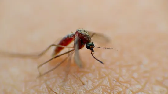 Novi virus stvorio paniku kakva nije bila ni u vrijeme Covida: Dezinficiraju se i ulice