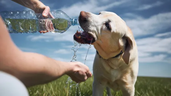 Veterinari upozorili vlasnike: Pazite na ovih sedam simptoma kod kućnih ljubimaca, opasni su