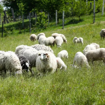 Opasna zaraza u Hrvatskoj: Bolest plavog jezika potvrđena na 18 lokacija, a širenje tek počinje