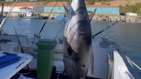 Ulovili su divovsku tunu te su podivljali od sreće kada su shvatili koliko će na njoj zaraditi