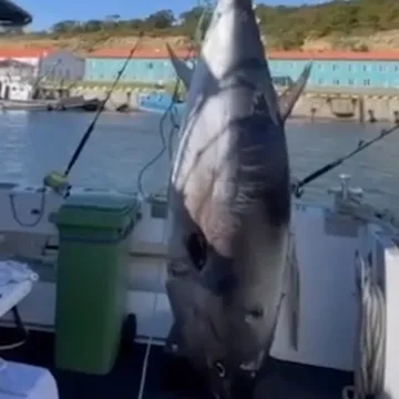 Ulovili su divovsku tunu te su podivljali od sreće kada su shvatili koliko će na njoj zaraditi