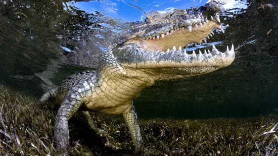 Pogodio ih uragan, a sad im prijeti nova opasnost! Vlasti upozorile - čuvajte se krokodila