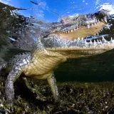 Pogodio ih uragan, a sad im prijeti nova opasnost! Vlasti upozorile - čuvajte se krokodila