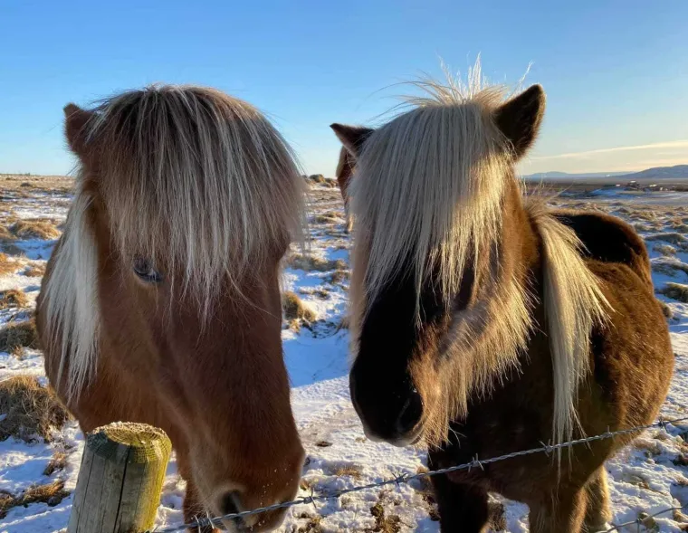 Rade u čarapama, zbog mamurluka ne moraju na posao: 'Odmah su mi rekli - nisi ti za Island'