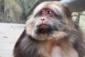 Majmunčić Xingxing veliki je ljubimac dru&scaron;tvenih mreža