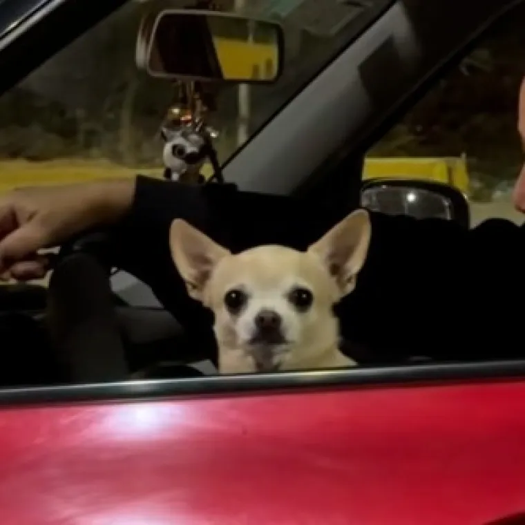 Prizor kakav se ne viđa tako često u prometu