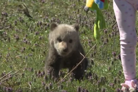 'Uskrsni' medo u&scaron;etao u dvori&scaron;te obitelji na Plitvicama i 'ni za živu glavu' ne želi natrag u &scaron;umu