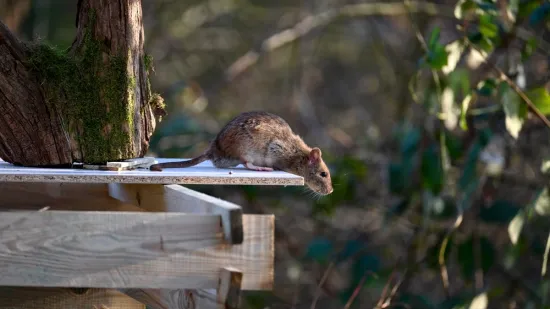 Mnogi čine istu pogre&scaron;ku: Rije&scaron;it ćete se omraženih glodavaca ako ovo uklonite iz vrta