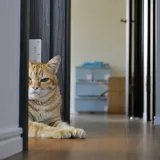 Veterinar upozorava: Ako mačka radi jednu stvar kad vam dođu gosti, poku&scaron;ava vam ne&scaron;to reći