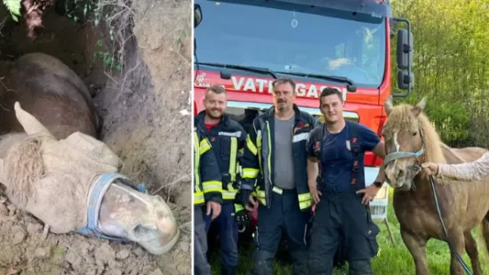 Vatrogasci spasili konja te&scaron;kog vi&scaron;e od pola tone: 'Bio je sretan, dali smo mu vode'