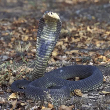 Tradicionalan ples sa zmijama po&scaron;ao po zlu: Kobra se uvukla Nijemcu u hlače i ubila ga