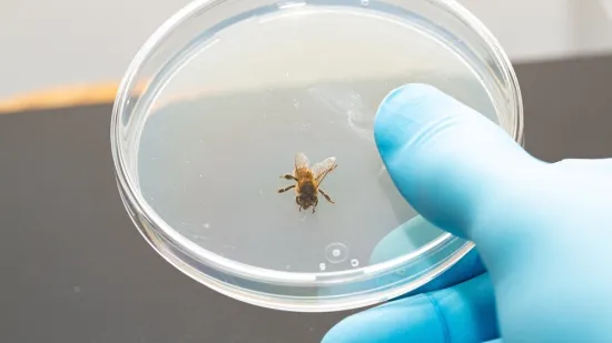 Pčele prolaze testove za koje smo mislili da su izvan njihovih mogućnosti