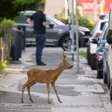 Srndać zalutao u riječku bolnicu pa ga uhvatila panika: Spa&scaron;en brzom reakcijom
