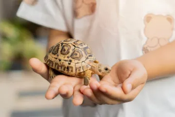 Želite kornjaču za kućnog ljubimca? Sve &scaron;to morate znati prije odluke