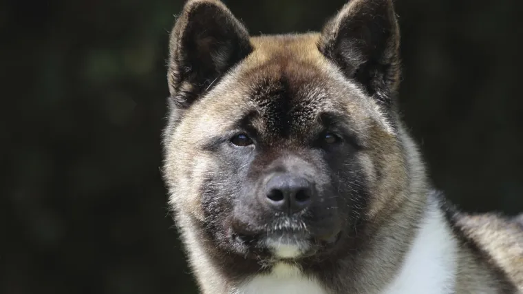 Akita u Drni&scaron;u napala i ozlijedila policijskog psa: Vlasnik uhićen