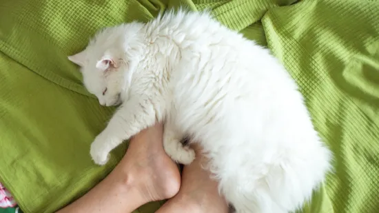 Mačka vam često spava kod nogu? To nikako nije toliko slučajno koliko se vama čini