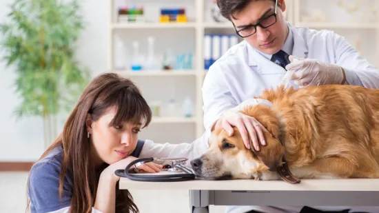 Veterinarka otkrila o čemu psi razmi&scaron;ljaju pred kraj: 'To je posljednji dar koji im možete dati'