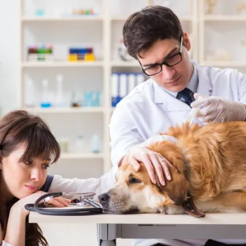 Veterinarka otkrila o čemu psi razmi&scaron;ljaju pred kraj: 'To je posljednji dar koji im možete dati'